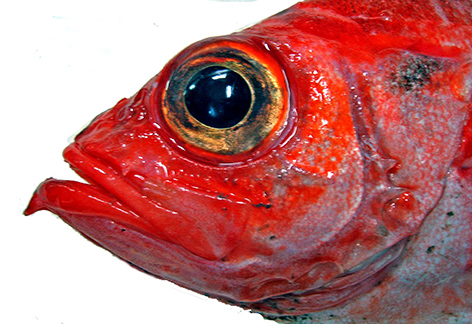 Sebastes mentella_05.jpg